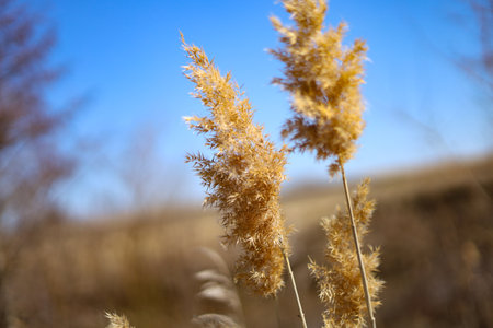 Dry reeds against the blue sky in the early spring.