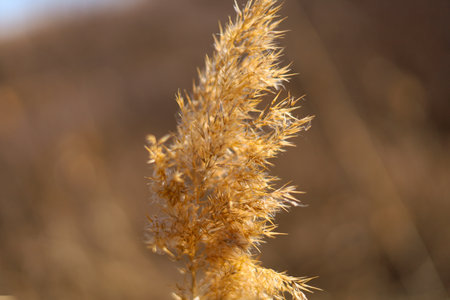 Close-up of a reed in the field in autumn.