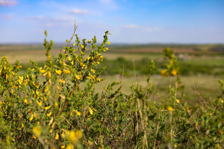Yellow flowers on a meadow in summer. Rural landscape with blooming bush.の写真素材