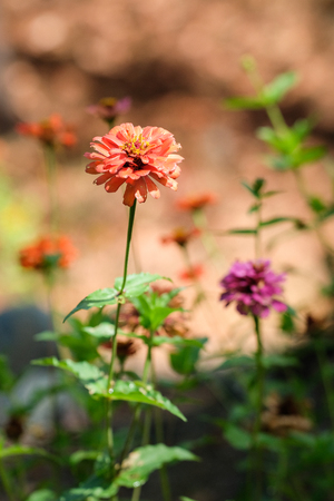 Flowers at the end of their life in autumnの写真素材