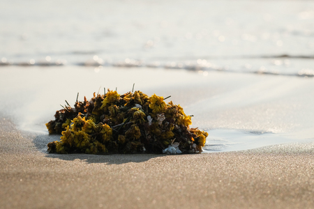 Flower crown on the beach, used by hindus fisherman to pray Gods (Gokarna, Karnataka, India)の写真素材