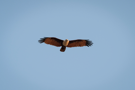 Brahminy kite, Haliastur indus, is a raptor living close by the ocean to catch fishes (Gokarna,...