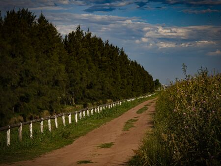 Dirt road with pine trees on a cloudy dayの写真素材