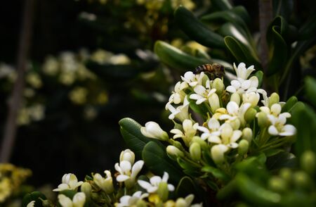 Bee pollinating white flower in the gardenの写真素材