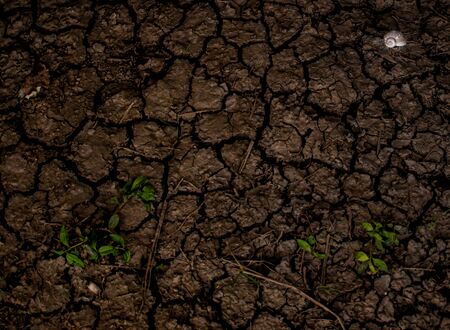 Drought pattern with plants and a sanilの写真素材