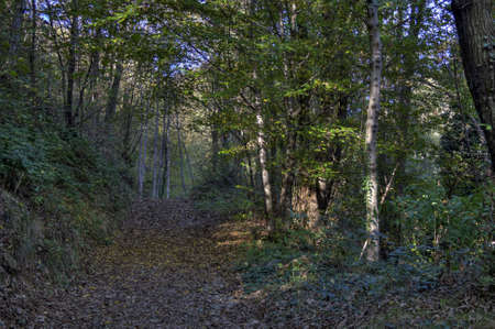 Forest in Autumnの写真素材