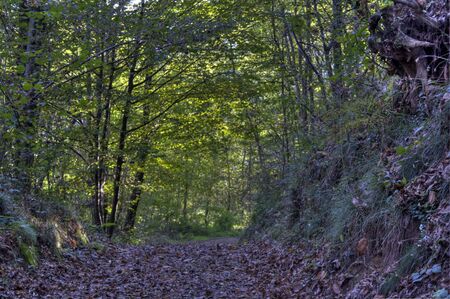 Forest in Autumn 1の写真素材