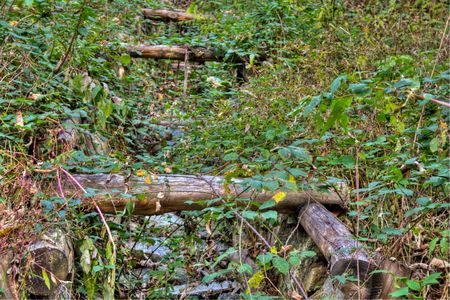 Forest in Autumn: beck with barrelsの写真素材