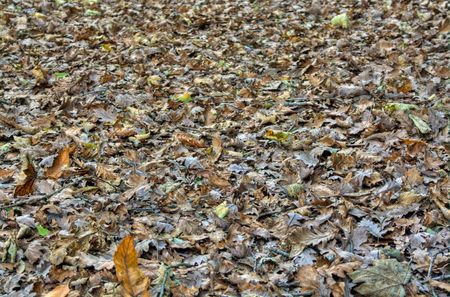 Carpet of leavesの写真素材