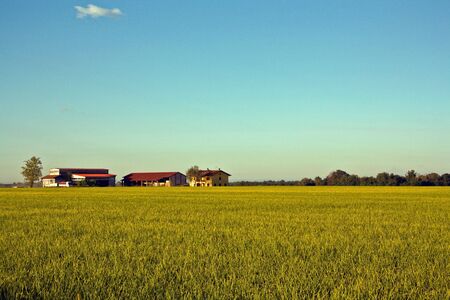 Sea of riceの写真素材