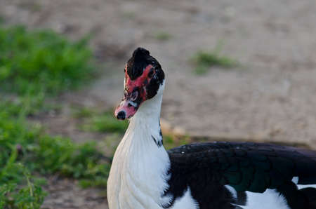Beautiful Duck sitting near the pondの写真素材