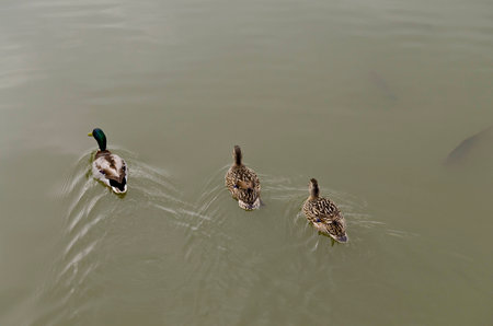 Beautiful Duck swimming and resting in the lakeの写真素材