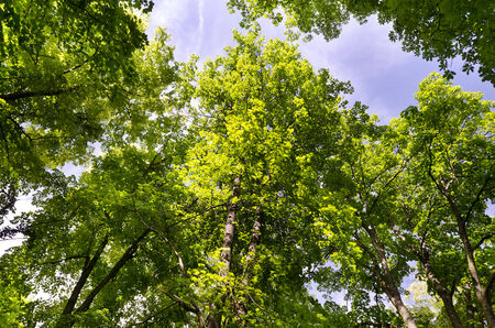 Close to the beautiful trees in the fields of Bulgariaの写真素材