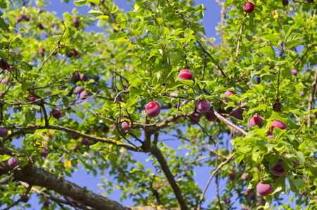 Growing bio fruits in the northern Bulgaria