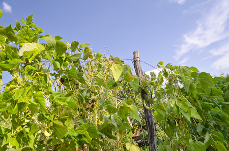 Green stalks of a string bean in the garden