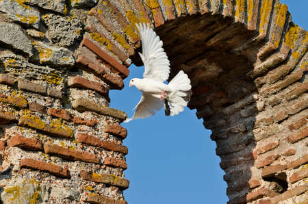 Birds over The Church of Saint Sofia an Eastern Orthodox church in Nesebar part of the UNESCO World Heritageの写真素材