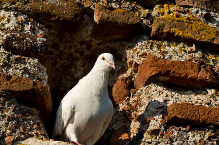 Birds over The Church of Saint Sofia an Eastern Orthodox church in Nesebarの写真素材