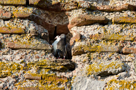 Birds over The Church of Saint Sofia an Eastern Orthodox church in Nesebar part of the UNESCO World Heritageの写真素材