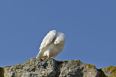 Birds over The Church of Saint Sofia an Eastern Orthodox church in Nesebar の写真素材
