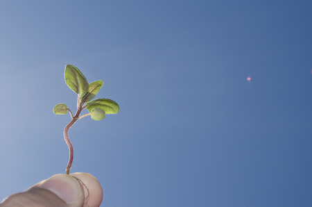Hand holding a plant, blue sunny skyの写真素材
