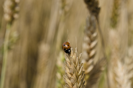 Ladybug on a wheat head in the fieldsの写真素材