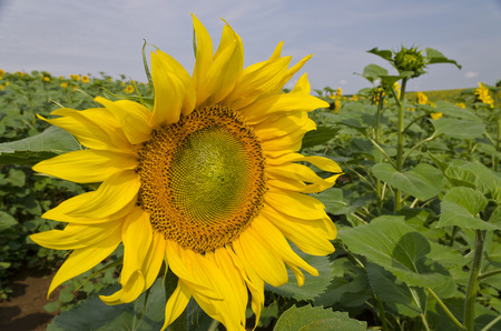 Beautiful landscape with sunflower field over cloudy blue skyの写真素材