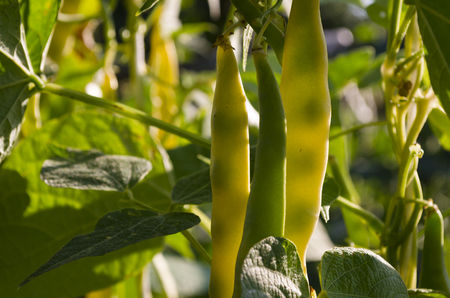 Yellow bean growing on vegetable bed in the summer