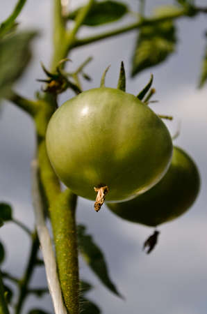 Green tomatoes growing on branches in the gardenの写真素材
