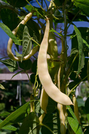 Yellow bean growing on vegetable bed in the summer