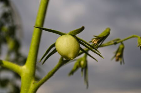 Green tomatoes growing on branches in the gardenの写真素材