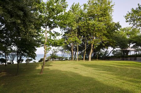 Green leaves and the blossom  in the sunny dayの写真素材