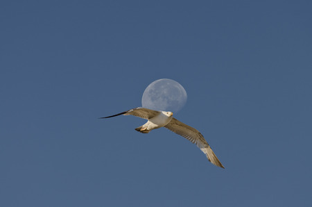 Moon at the end of the dayの写真素材