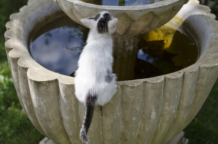 Small playing catsの写真素材