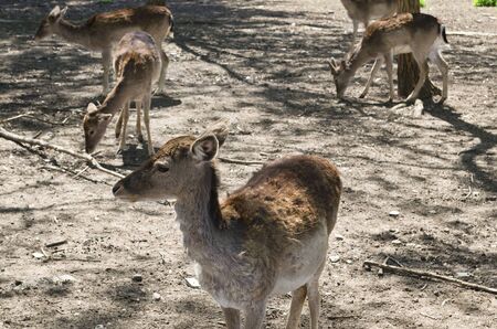 Small animal deer in the parkの写真素材