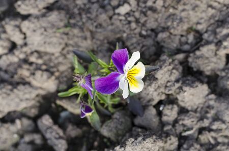 Spring life in the beautiful garden near sunsetの写真素材