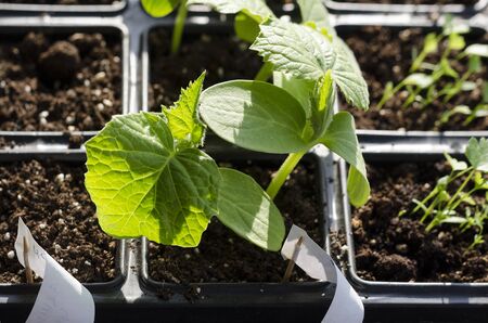 Growing bio vegetables in the shadows in northern Bulgaria
