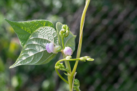 Young stalks of a string bean in blossom