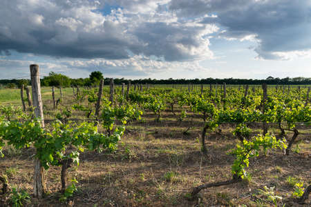 Landscape of rows in the vineyard, Bulgaria