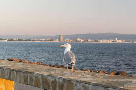 Bird over walls in Nesebar, near Sunny beach resortの写真素材