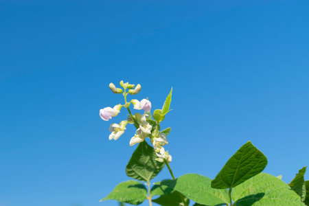 Young stalks of a string bean in blossomの写真素材