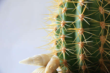 corners in a pot with turbinateの写真素材