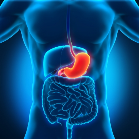 Human Stomach Anatomyの写真素材