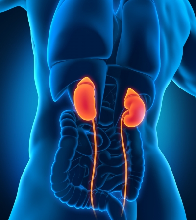 Human Male Kidneys Anatomyの写真素材