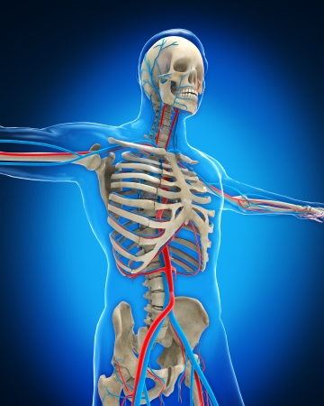 Vascular Systemの写真素材