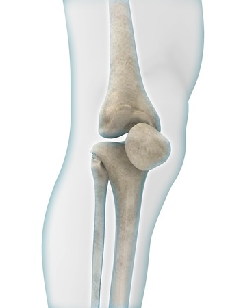 Knee Anatomyの写真素材