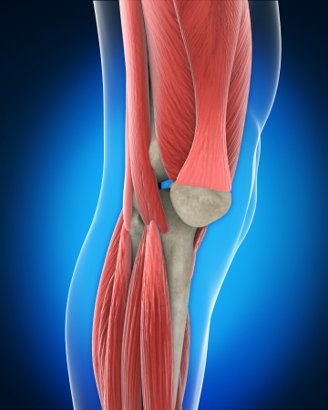 Knee Anatomyの写真素材