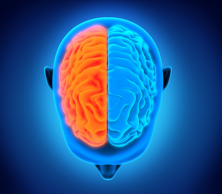 Left and Right Human Brainの写真素材