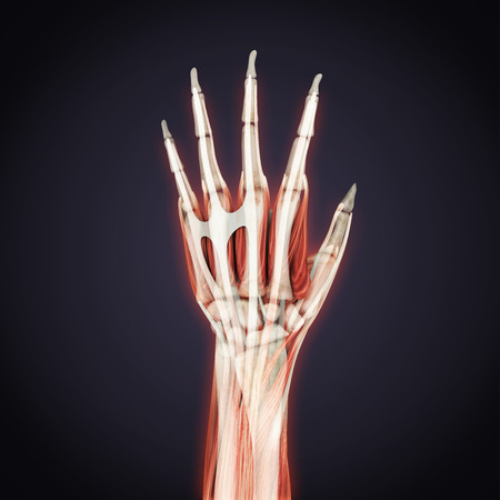 Human Hand Anatomy Illustrationの写真素材