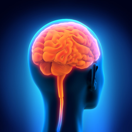Human Brain Anatomyの写真素材
