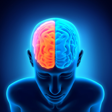 Human Brain Anatomyの写真素材
